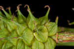 Sulphur sedge